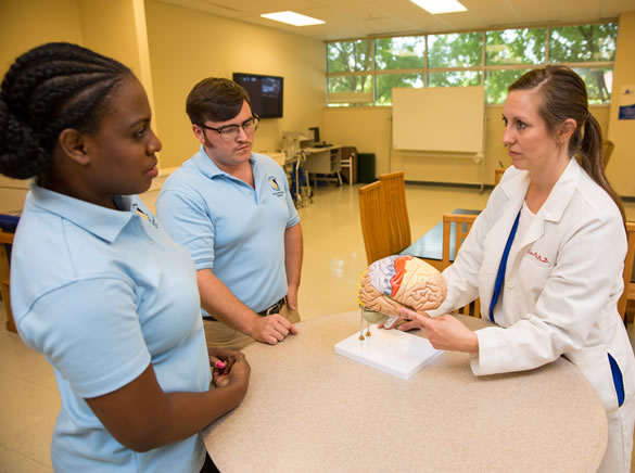 OTs looking at model of brain