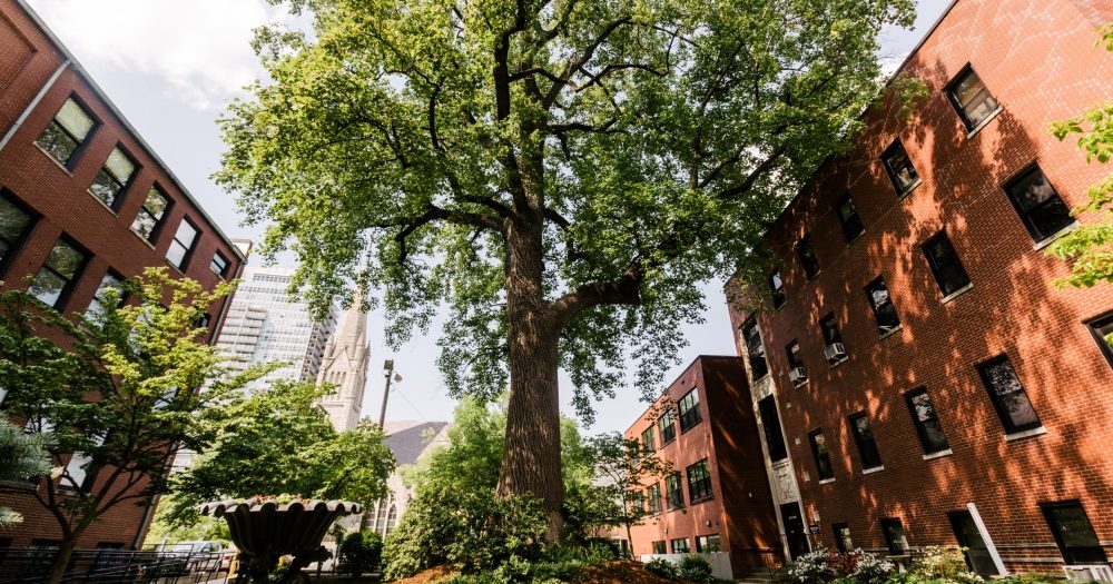 The tulip poplar tree in the Mansion Complex courtyard